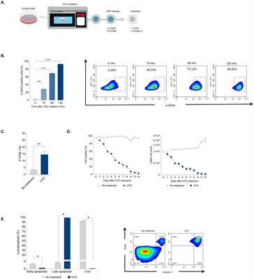 Lighting the way: an economical alternative to feeder cell irradiation for T-cell expansion